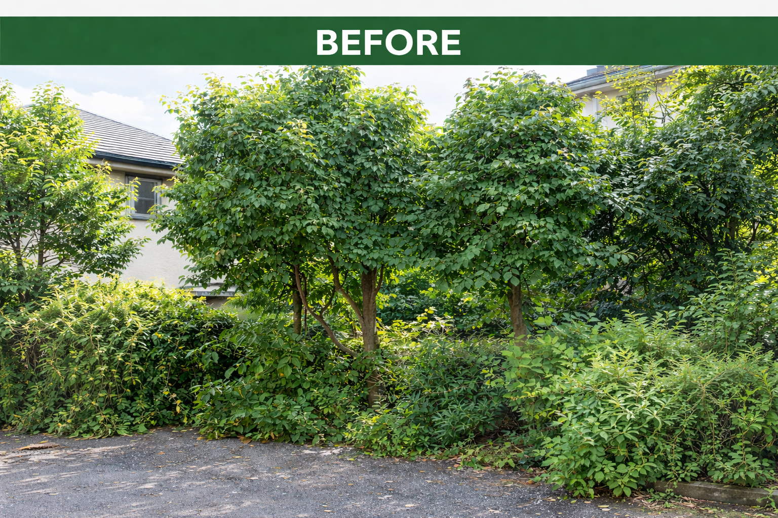 庭木剪定 ビフォー